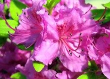 Azalia japońska Konigstein Rhododendron obtusum