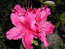 Azalia japońska Marilee Rhododendron obtusum