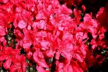 Azalia japońska Maruschka PBR Rhododendron obtusum