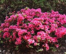 Azalia japońska Michiko Rhododendron obtusum