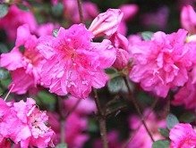 Azalia japońska Petticoat PBR Rhododendron obtusum