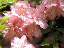 Azalia japońska Roehr's Peggy Ann Rhododendron obtusum