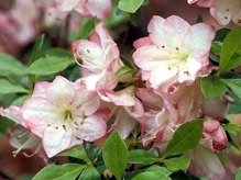 Azalia japońska Roehr's Peggy Ann Rhododendron obtusum