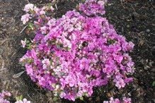 Azalia japońska Thekla Rhododendron obtusum