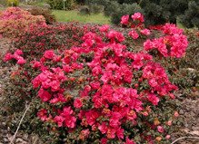 Azalia japońska Tornella Rhododendron obtusum