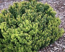 Berberis Thunberga Green Cloud Berberis thunbergii