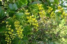 Berberys Indian Summer Berberis