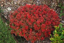 Berberys Thunberga Admiration PBR Berberis thunbergii