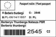 Berberys Thunberga Natasza PBR Berberis thunbergii