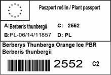 Berberys Thunberga Orange Ice PBR Berberis thunbergii