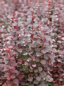 Berberys Thunberga Summer Chocolate Berberis thunbergii