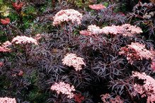 Bez czarny Black Lace Sambucus nigra