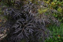 Bez czarny Black Lace Sambucus nigra