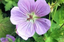 Bodziszek kantabryjski Cambridge Geranium cantabrigiense