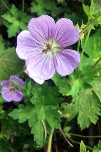 Bodziszek kantabryjski Cambridge Geranium cantabrigiense