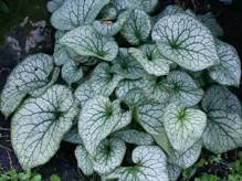 Brunera wielkolistna Alexander's Great Brunnera macrophylla