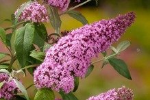 Budleja Davida Pink Delight Buddleja davidii