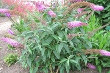 Budleja Davida Pink Delight Buddleja davidii