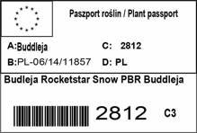 Budleja Rocketstar Snow PBR Buddleja