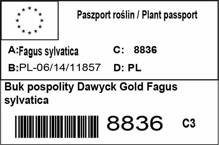 Buk pospolity Dawyck Gold Fagus sylvatica