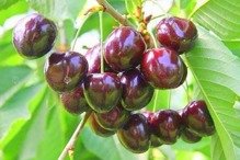 Czereśnia Burlat Prunus avium