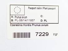 Czereśnia Kordia Prunus avium