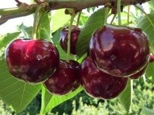 Czereśniowiśnia Hortensja Prunus hortesya