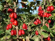 Dereń jadalny Paczoski szczepiony Cornus mas