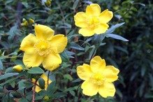 Dziurawiec Hookera Hidcote Hypericum hookerianum