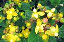 Dziurawiec bezwonny Elstead Hypericum inodorum