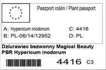 Dziurawiec bezwonny Magical Beauty PBR Hypericum inodorum