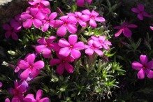 Floks Crackerjack Phlox