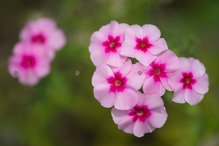 Floks wiechowaty Bright Eyes Phlox paniculata