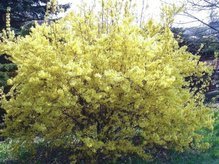 Forsycja pośrednia Goldzauber Forsythia intermedia