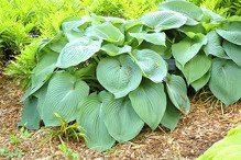 Funkia Big Daddy Hosta