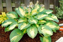 Funkia Great Expectations Hosta