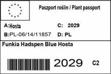 Funkia Hadspen Blue Hosta