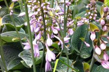 Funkia Halcyon Hosta