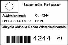Glicynia chińska Rosea Wisteria sinensis
