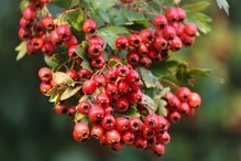 Głóg jadalny strzępolistny Crataegus 