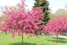 Głóg pośredni Paul's Scarlet Crataegus