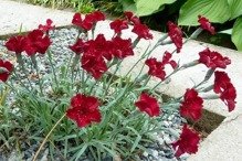 Goździk siny Rubin Dianthus gratianopolitanus