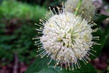 Guzikowiec zachodni Cephalanthus occidentalis