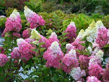 Hortensja bukietowa Fraise Melba PBR Hydrangea paniculata