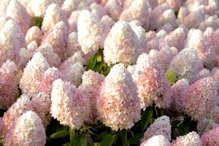 Hortensja bukietowa Magical Sweet Summer PBR Hydrangea paniculata