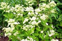 Hortensja bukietowa Prim White PBR Hydrangea paniculata