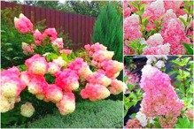 Hortensja bukietowa Vanille Fraise Renhy PBR Hydrangea paniculata