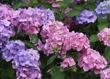 Hortensja ogrodowa Bouquet Rose Hydrangea macrophylla Tricolor