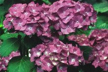 Hortensja ogrodowa Deutschland Hydrangea macrophylla