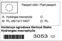 Hortensja ogrodowa Gertrud Glahn Hydrangea macrophylla